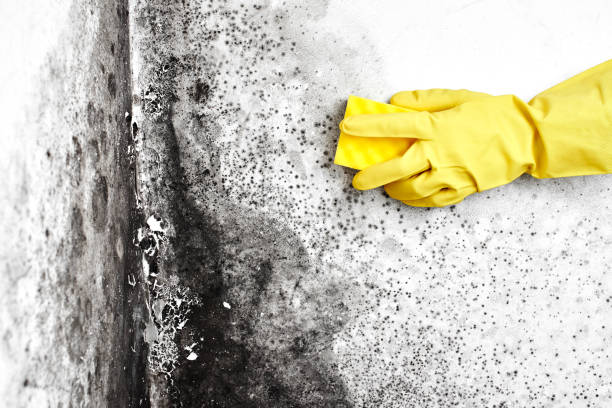 Best Mold Odor Removal Services  in Fulton, TX